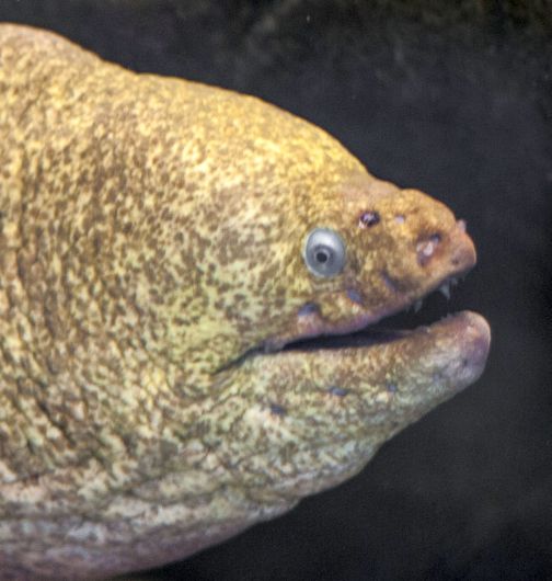 did-you-know-moray-eels-the-living-coast-discovery-center