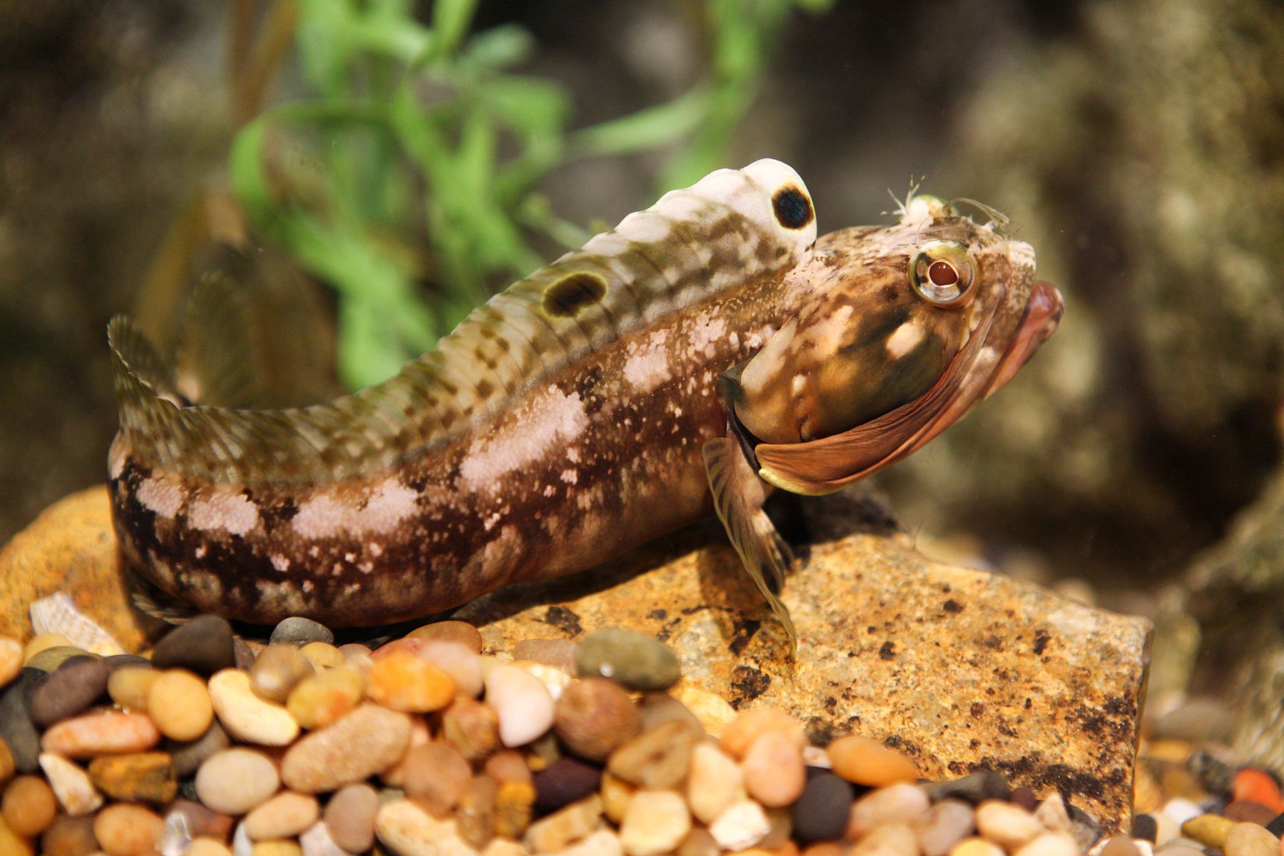 did-you-know-sarcastic-fringehead-the-living-coast-discovery-center