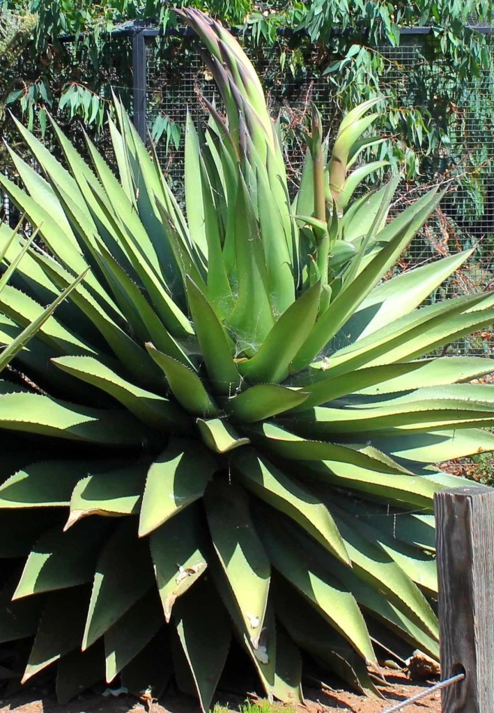 Agave In Bloom The Living Coast Discovery Center