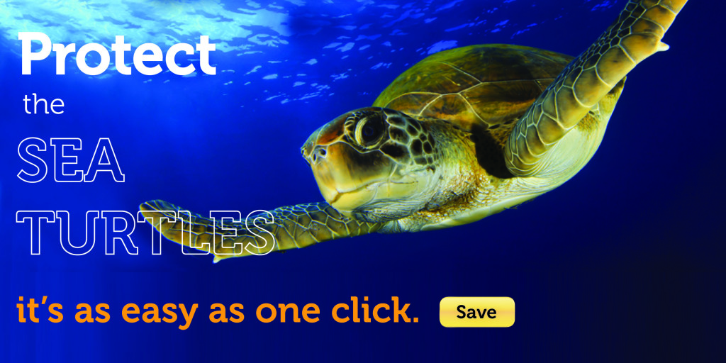 Save The Sea Turtles | The Living Coast Discovery Center