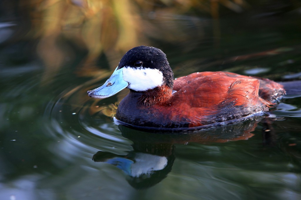 Did You Know? Ruddy Ducks | The Living Coast Discovery Center