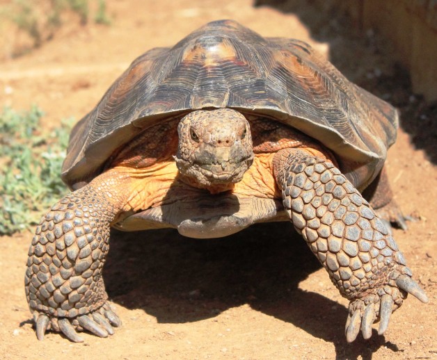 Discovery Center Photo Gallery - San Diego Bay Animals | The Living ...