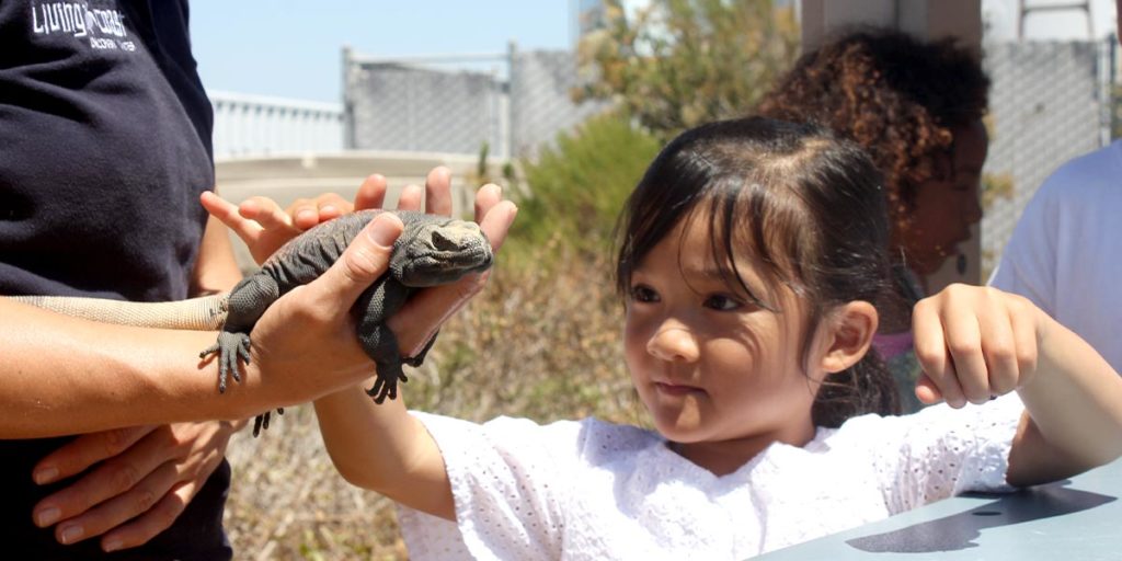 The Living Coast - Chuckwalla